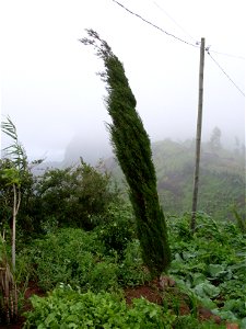 Young cypress Cupressus sempervirens in Rui Vaz, in Santiago, Cape Verde