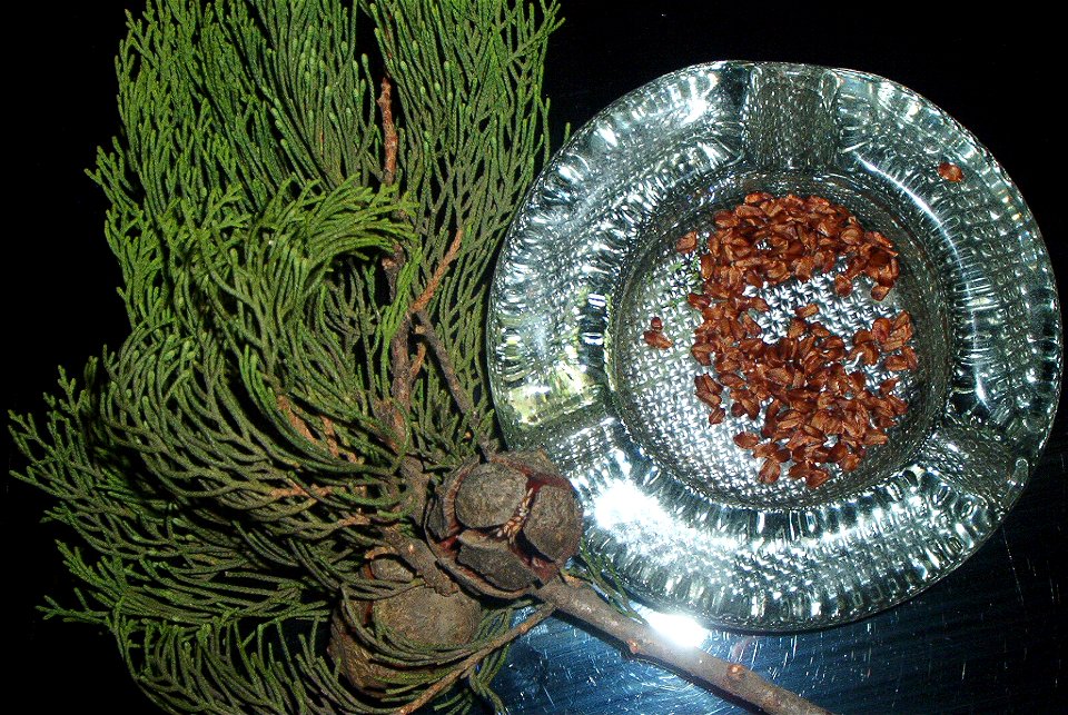 Cupressus sempervirens branch, cones and seeds