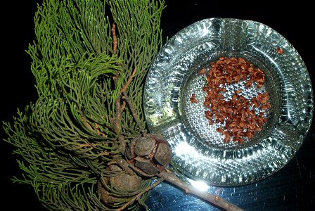 Cupressus sempervirens branch, cones and seeds