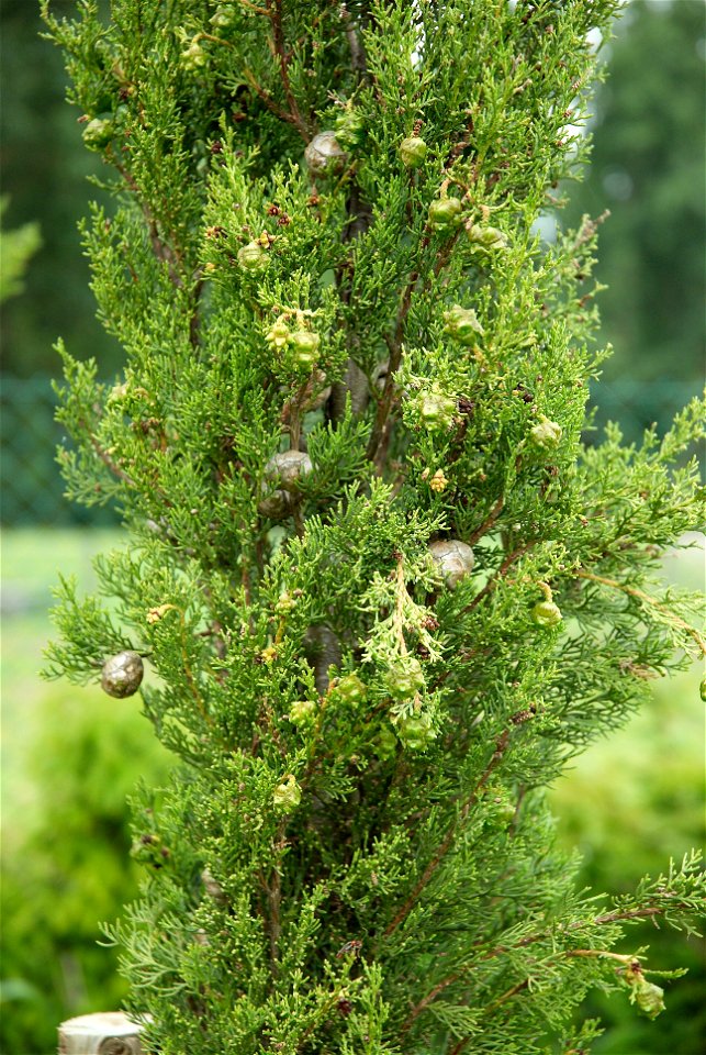 Mediterranean Cypress