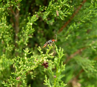 Insect on a Cupressus sempervirens. Photo taken in Belgium photo