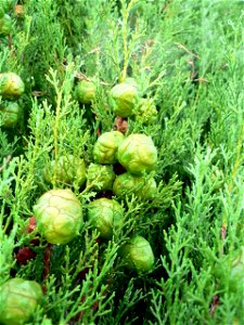 Fresh Cupressus sempervirens cones, Tuscany, Italy.