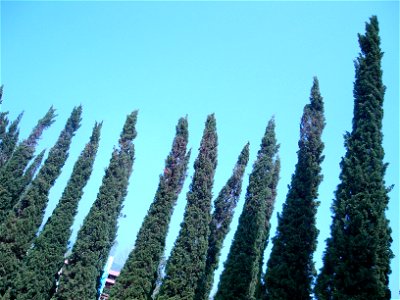 in Royal Flora Expo 2006, Chiangmai, Thailand