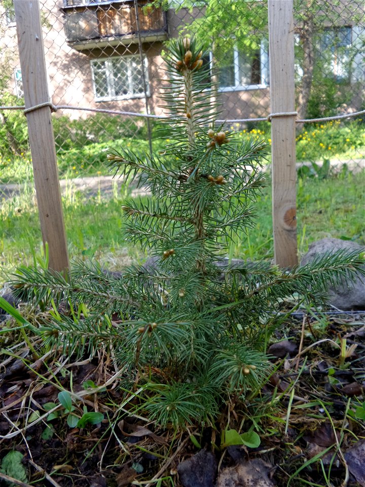 Blue spruce, the tree was planted in 2018. Petrozavodsk, 2020.