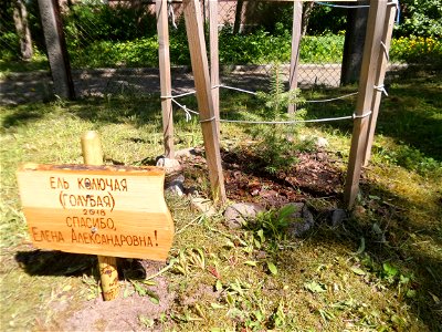 Blue spruce and the plate (Thank you, Elena Alexandrovna), the tree was planted in 2018. Petrozavodsk, 2021.