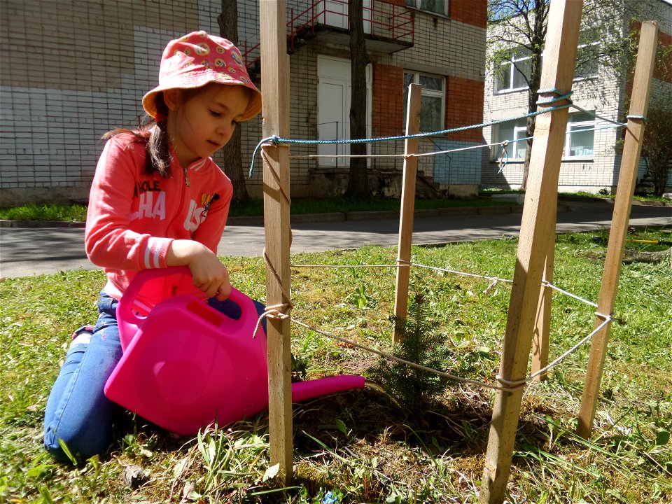 A girl waters a small fir-tree from a pink watering can. Petrozavodsk, 2020.