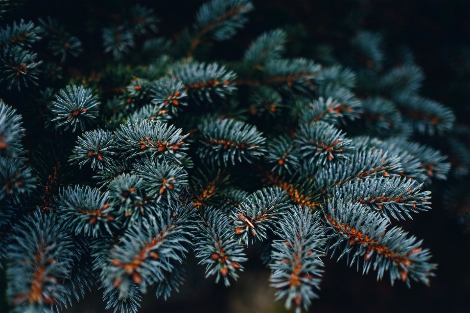Blue Spruce Picea pungens at an unknown location, likely cultivated