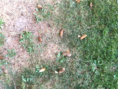 These are some Blue Spruce cones on the ground. photo