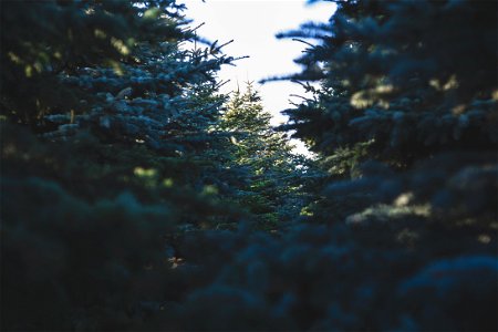 Blue Spruce plantation, by Maria Shanina 2015-10-21 photo