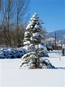 Colorado Blue Spruce covered in snow photo