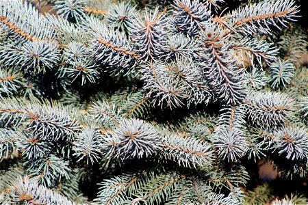 Blue spruce fronds on a cold morning photo