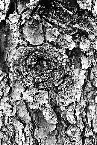 This Blue Spruce tree was full of knots and beautiful texture.