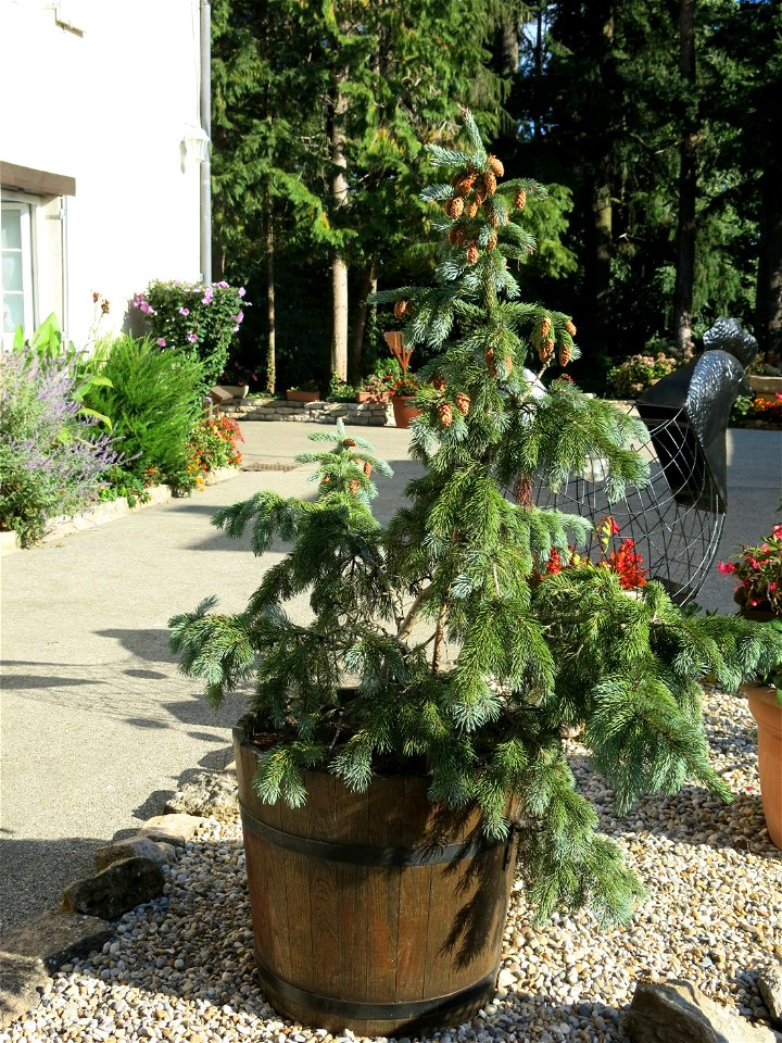 Small blue spruce in the yard of the hotel du Moulin de la Brevette, Arbigny (Ain, France).