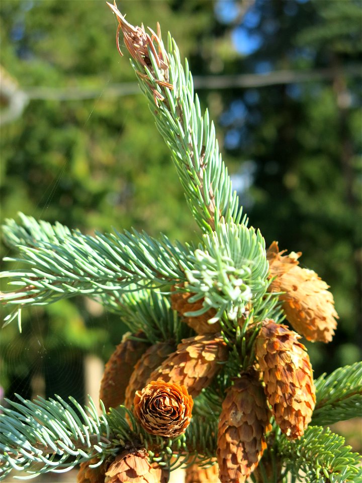 Cones of a small blue spruce in the yard of the hotel du Moulin de la Brevette, Arbigny (Ain, France).