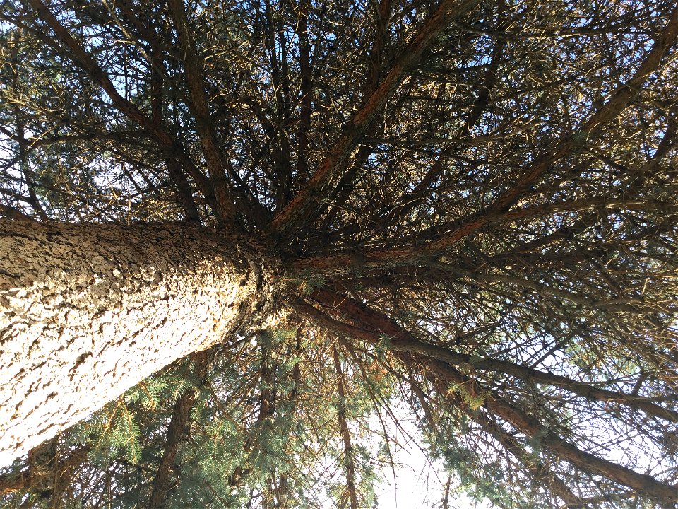 This is a picture of what a Blue Spruce tree looks at from ground.