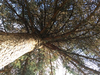 This is a picture of what a Blue Spruce tree looks at from ground. photo