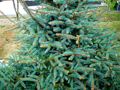 Picea pungens photo