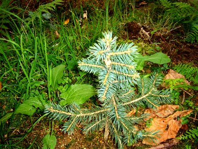 Picea pungens photo