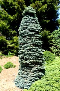 Picea pungens 'Nana' in the UBC Botanical Garden at the University of British Columbia - Vancouver, British Columbia, Canada. photo