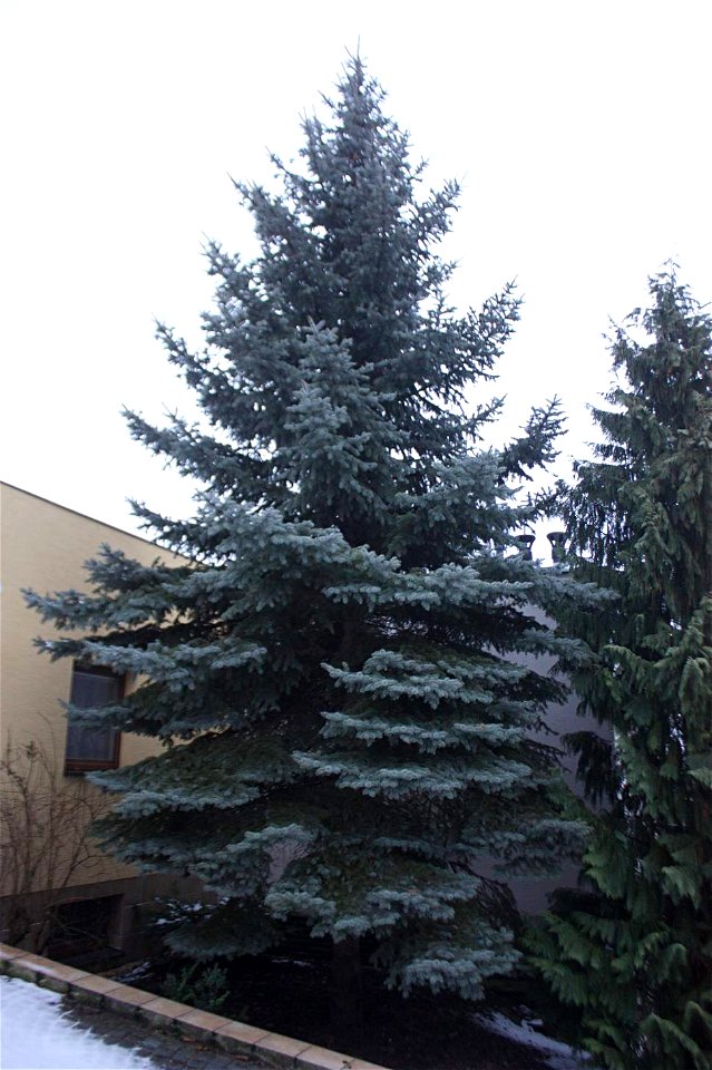 Picea_pungens. Brno, CZ