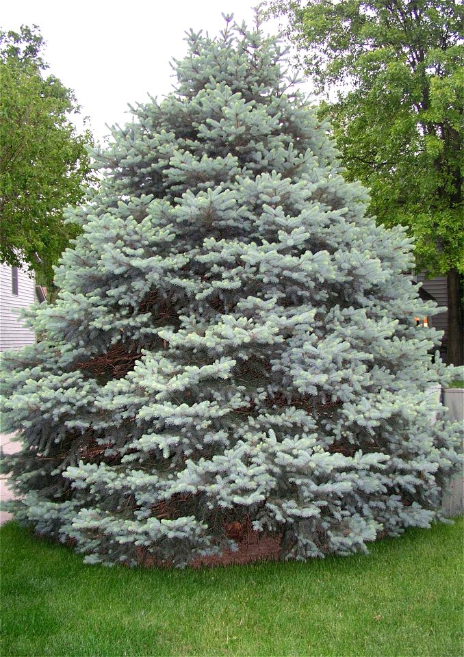 A Picea pungens tree near a road in a neighborhood.