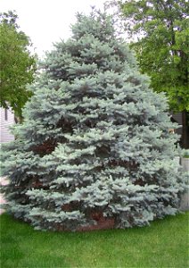 A Picea pungens tree near a road in a neighborhood.