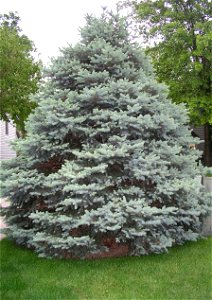 A Picea pungens tree near a road in a neighborhood. photo