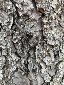 Close up of Blue Spruce bark photo
