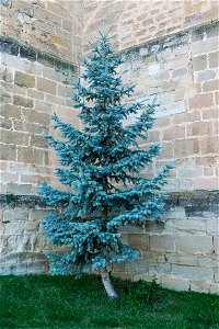 Blue spruce, Picea pungens f. glauca. Miranda de Ebro, Spain photo