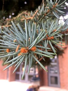Blue Spruce branch in the background is a red brick building.