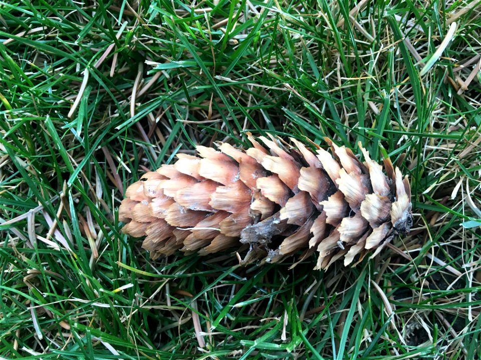 Blue Spruce Picea pungens cone sitting in the green grass.