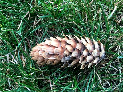 Blue Spruce Picea pungens cone sitting in the green grass. photo