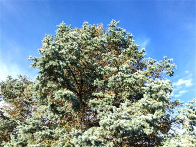 This is a Blue Spruce tree with the blue sky in the background. photo
