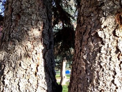 This is a pine tree that I took a picture of looking through a different pine tree. photo