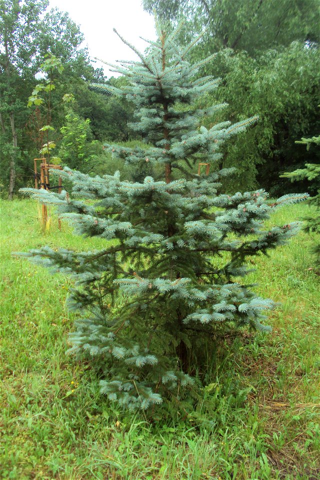 Jeden z smrků stříbrných - pichlalých v arboretu