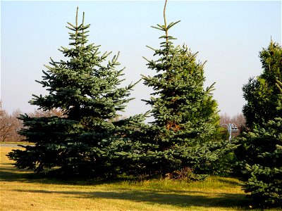 Picea pungens, cultivated photo