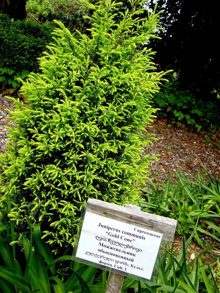 Juniperus communis 'Gold Cone'.
A Juniperus cultivar.