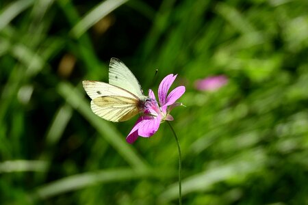Flower and butterfly nature summer
