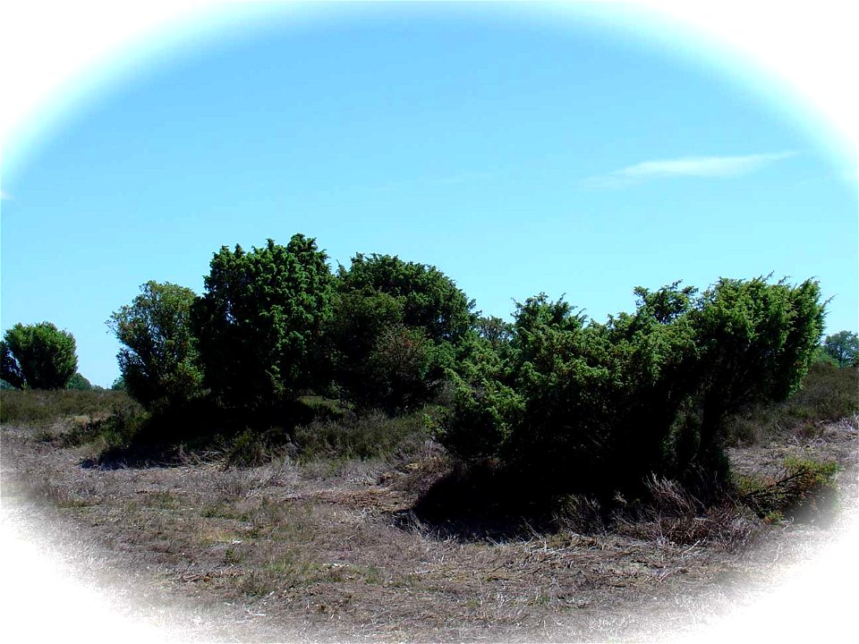 Het Natuurgebied "Het Drouwnerzand" met jeneverbessen