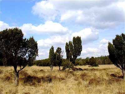 Dwingelderveld (met jeneverbessen)