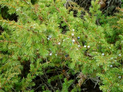  ; Flowers, trees, and other plant stuff
Juniper pine and berries