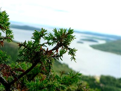 Image title: Juniper and coastal inlet view Image from Public domain images website, http://www.public-domain-image.com/full-image/nature-landscapes-public-domain-images-pictures/coast-public-domain-i photo