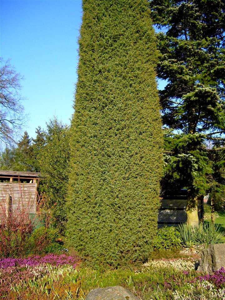 A fastigiate cultivar of Juniperus communis, possibly J. communis 'Suecica', cultivated