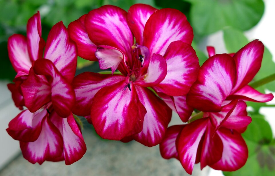 Blossom bloom nature