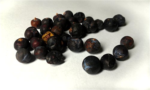 Fruit / spice of Juniperus communis