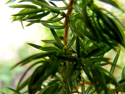 Juniperus communis (female plant) photo