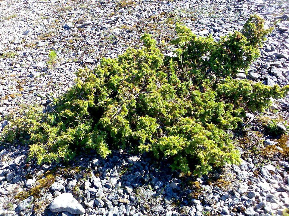 Juniperus communis alpina