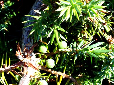 Juniperus communis subsp. alpina (syn. subsp. phoenicia ined.), green cones and leaves, Sierra Nevada, Spain