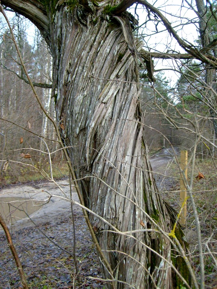Stem of common juniper (Juniperus communis), Estonia, western part of the town Keila. Loigu keerdkadakas Keila lääneosas.