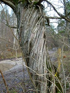 Stem of common juniper (Juniperus communis), Estonia, western part of the town Keila. Loigu keerdkadakas Keila lääneosas.